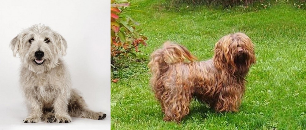 Tsvetnaya Bolonka vs Glen of Imaal Terrier - Breed Comparison
