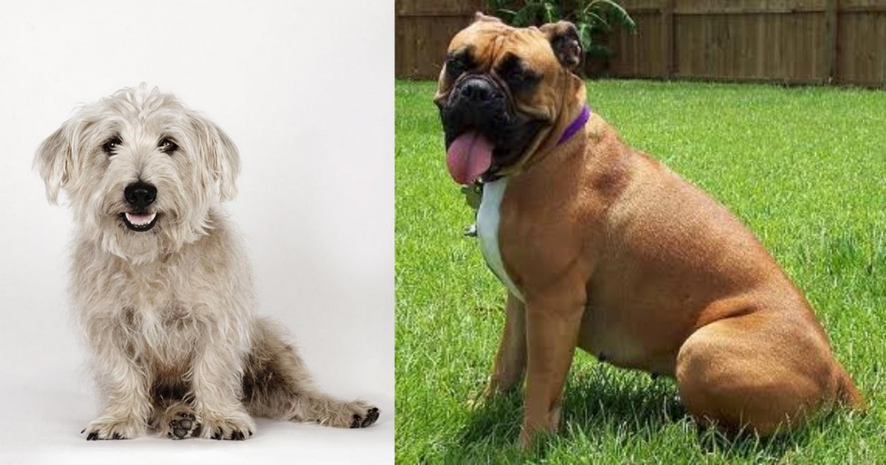 Valley Bulldog vs Glen of Imaal Terrier - Breed Comparison