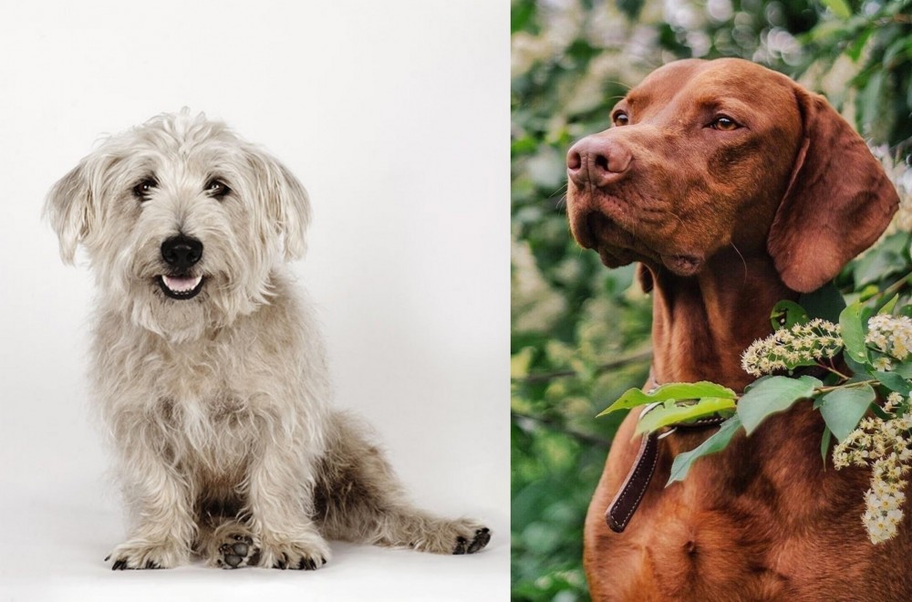 Vizsla vs Glen of Imaal Terrier - Breed Comparison
