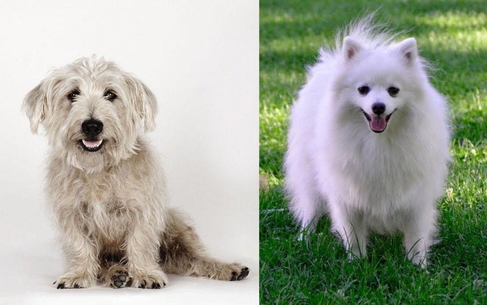 Volpino Italiano vs Glen of Imaal Terrier - Breed Comparison