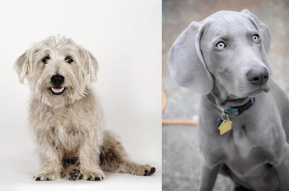 Weimaraner vs Glen of Imaal Terrier - Breed Comparison