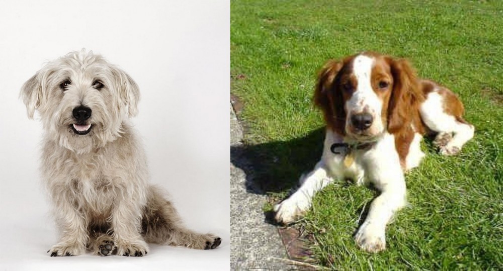 Welsh Springer Spaniel vs Glen of Imaal Terrier - Breed Comparison