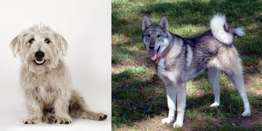 West Siberian Laika vs Glen of Imaal Terrier - Breed Comparison