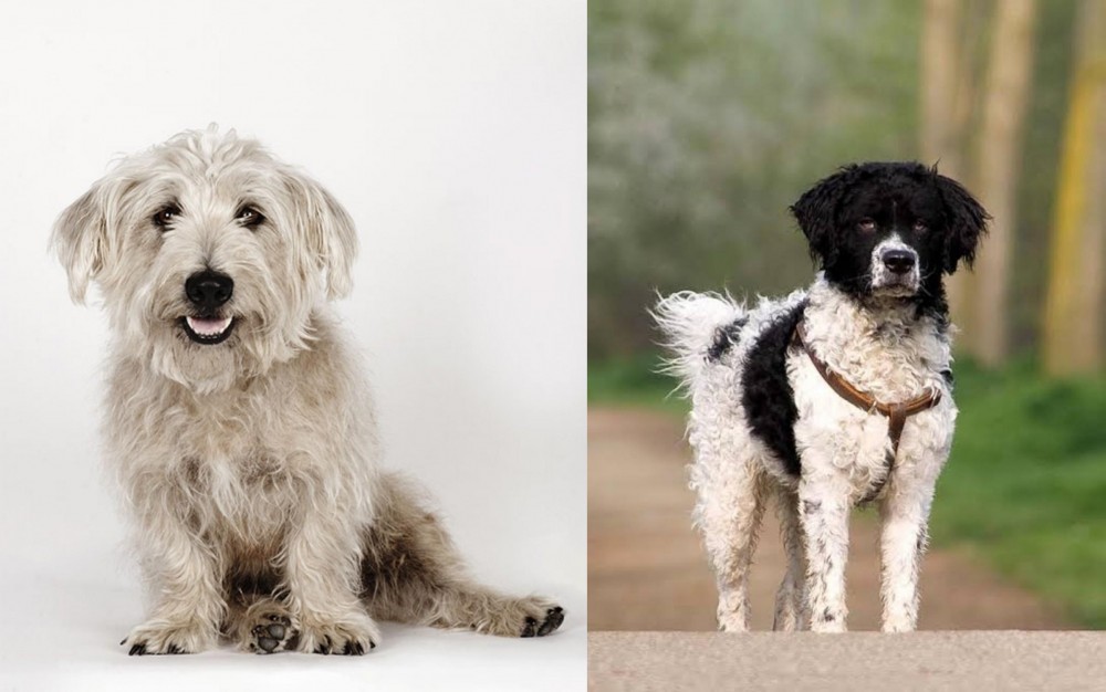 Wetterhoun vs Glen of Imaal Terrier - Breed Comparison