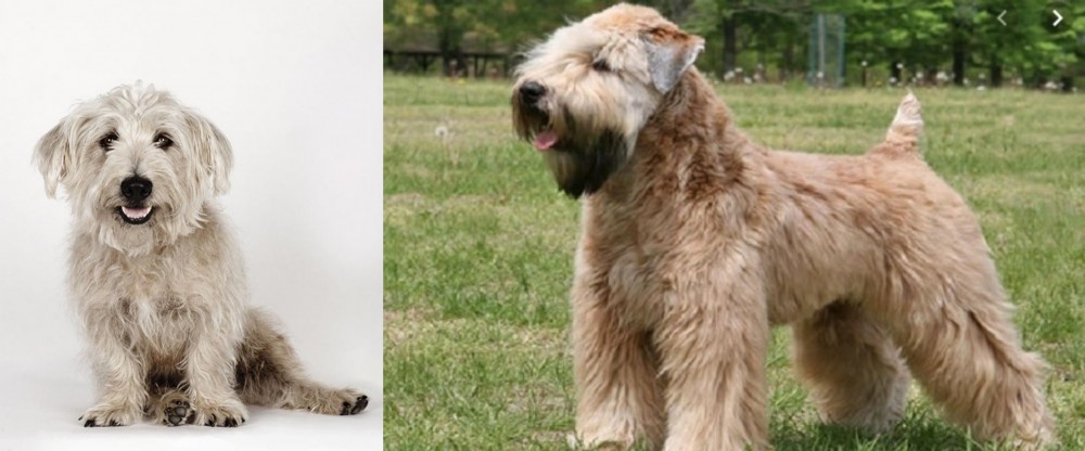 Wheaten Terrier vs Glen of Imaal Terrier - Breed Comparison