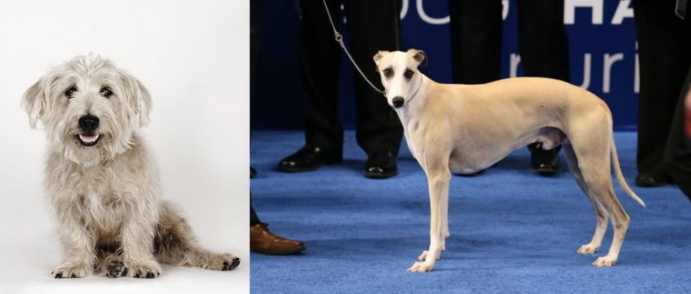 Whippet vs Glen of Imaal Terrier - Breed Comparison