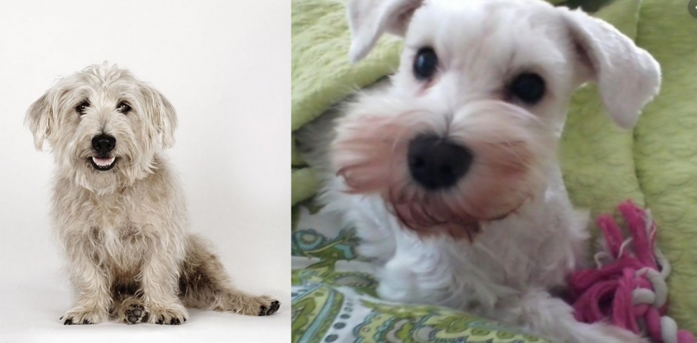 White Schnauzer vs Glen of Imaal Terrier - Breed Comparison