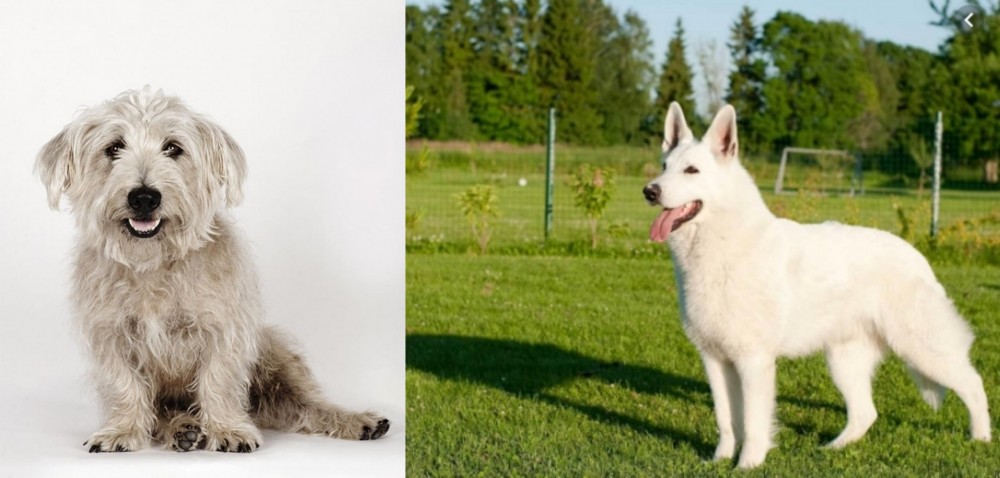 White Shepherd vs Glen of Imaal Terrier - Breed Comparison