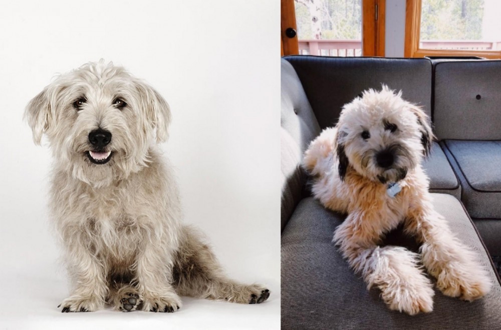 Whoodles vs Glen of Imaal Terrier - Breed Comparison