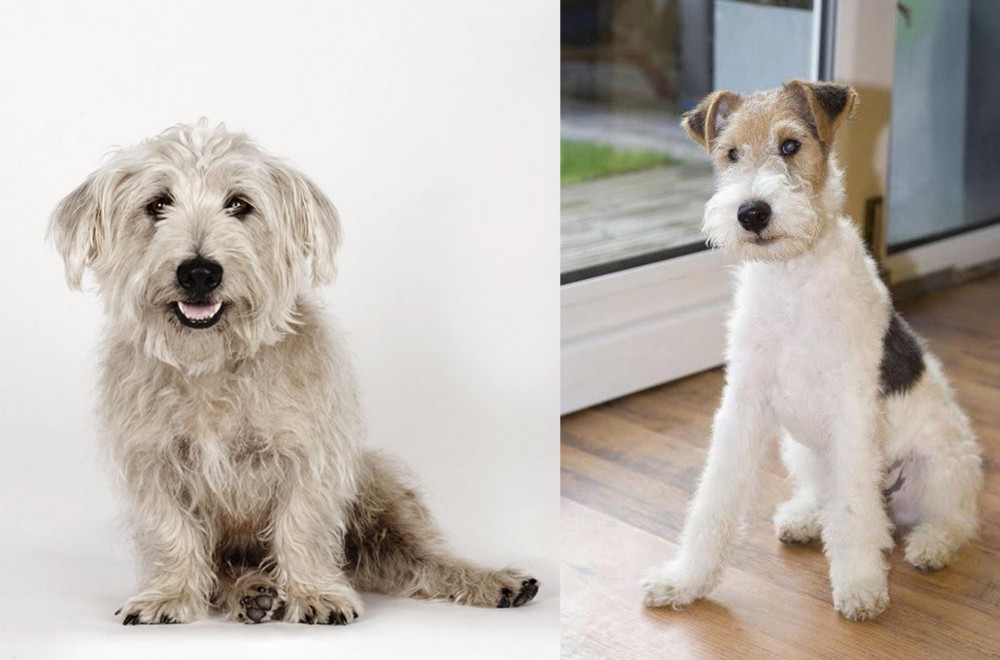 Wire Fox Terrier vs Glen of Imaal Terrier - Breed Comparison