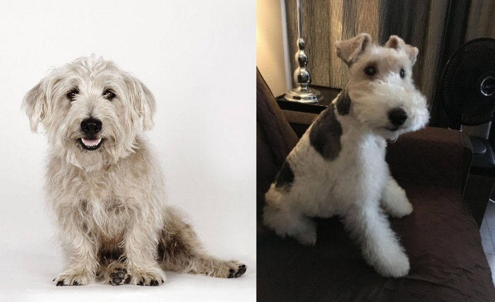 Wire Haired Fox Terrier vs Glen of Imaal Terrier - Breed Comparison