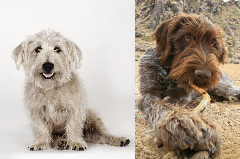 Wirehaired Pointing Griffon vs Glen of Imaal Terrier - Breed Comparison