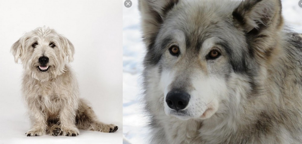 Wolfdog vs Glen of Imaal Terrier - Breed Comparison