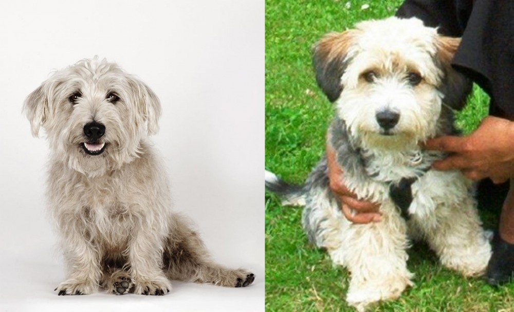 Yo-Chon vs Glen of Imaal Terrier - Breed Comparison