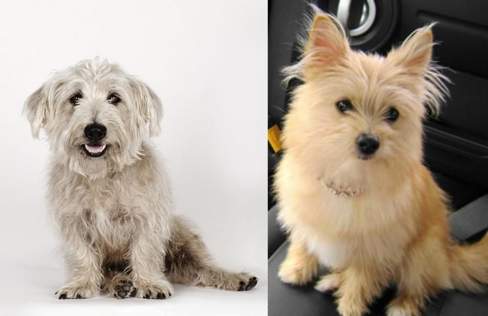Yoranian vs Glen of Imaal Terrier - Breed Comparison
