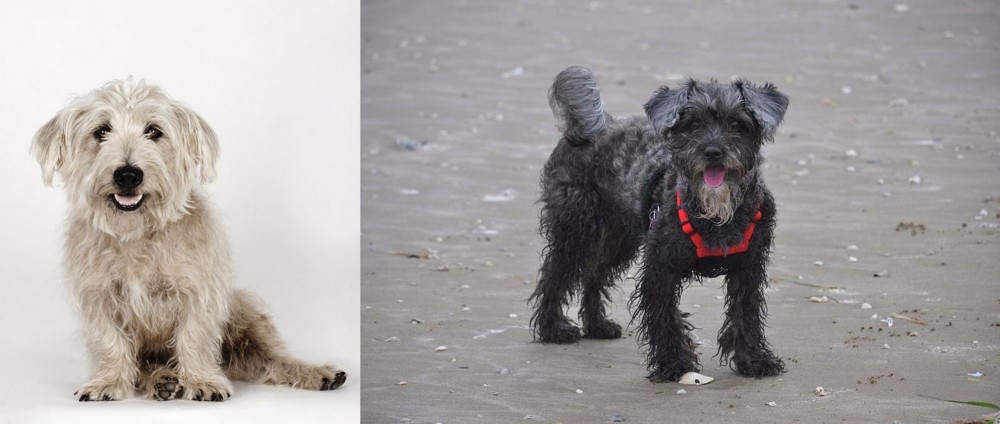YorkiePoo vs Glen of Imaal Terrier - Breed Comparison