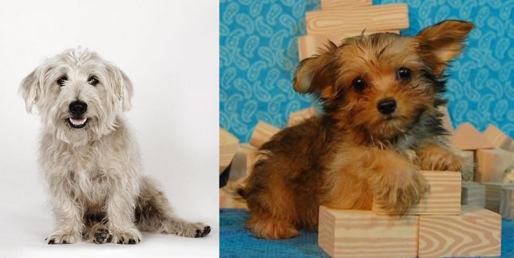 Yorkillon vs Glen of Imaal Terrier - Breed Comparison