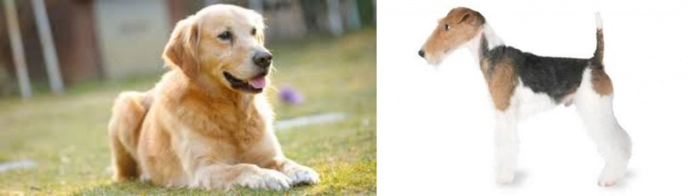 Fox Terrier vs Goldador - Breed Comparison
