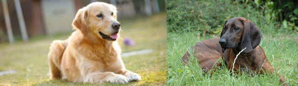 Hanover Hound vs Goldador - Breed Comparison