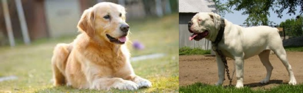 Hermes Bulldogge vs Goldador - Breed Comparison
