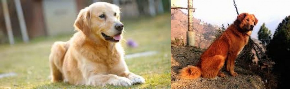 Himalayan Sheepdog vs Goldador - Breed Comparison