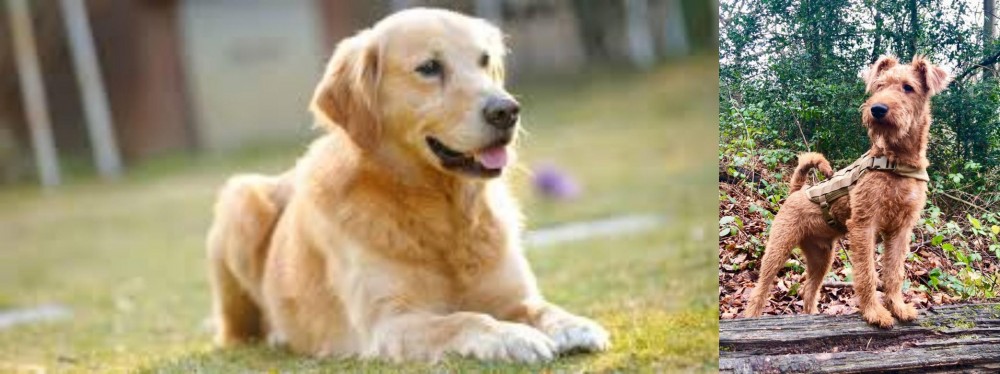 Irish Terrier vs Goldador - Breed Comparison