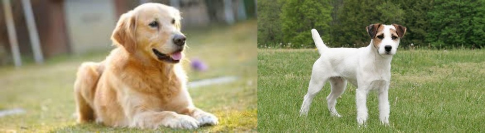 Jack Russell Terrier vs Goldador - Breed Comparison