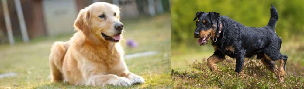 Jagdterrier vs Goldador - Breed Comparison