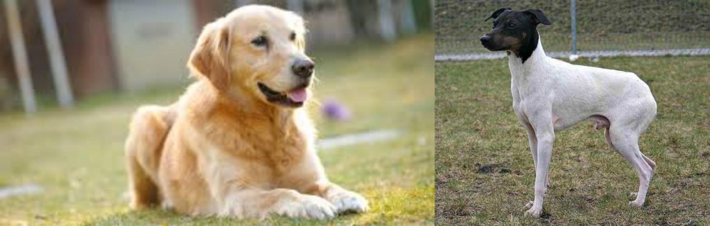 Japanese Terrier vs Goldador - Breed Comparison