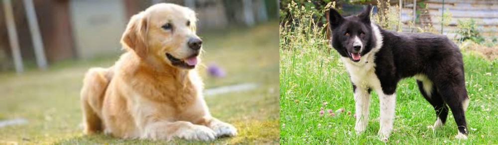 Karelian Bear Dog vs Goldador - Breed Comparison