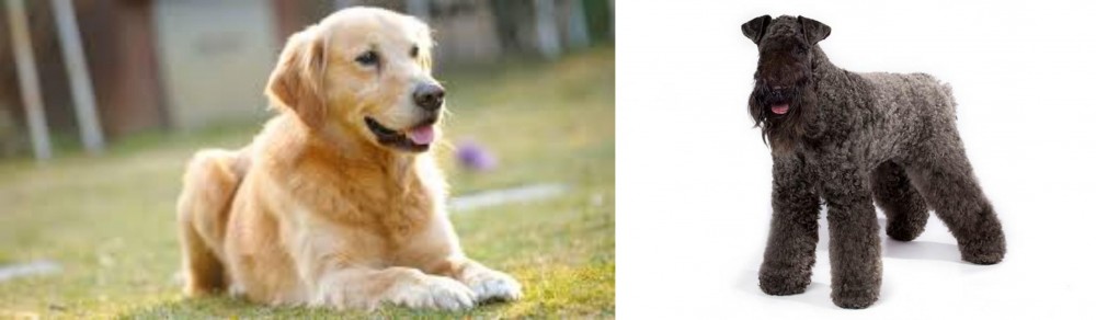 Kerry Blue Terrier vs Goldador - Breed Comparison