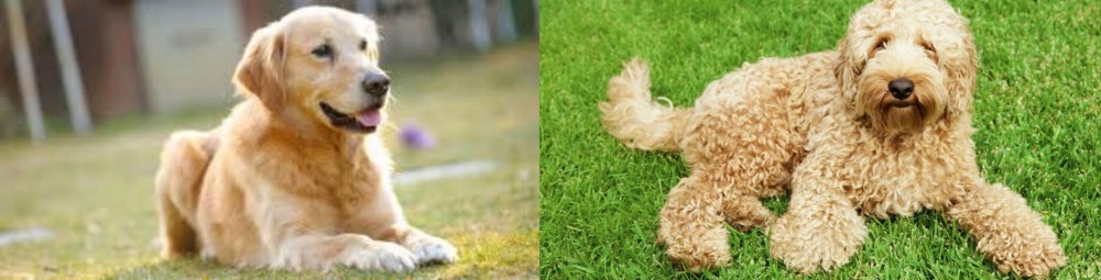 Labradoodle vs Goldador - Breed Comparison