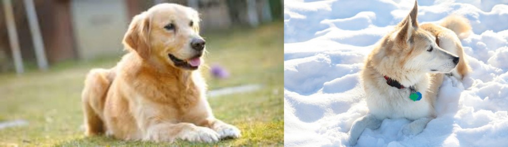 Labrador Husky vs Goldador - Breed Comparison