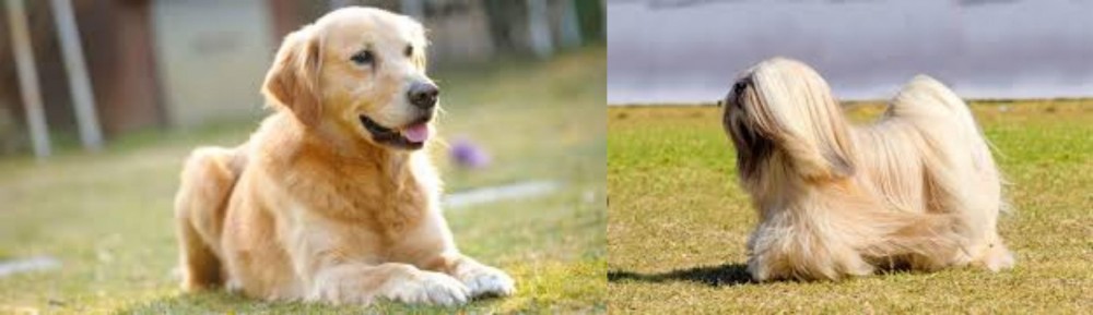 Lhasa Apso vs Goldador - Breed Comparison