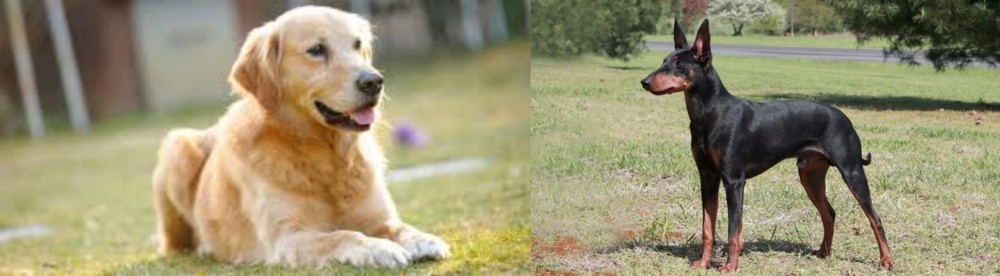 Manchester Terrier vs Goldador - Breed Comparison