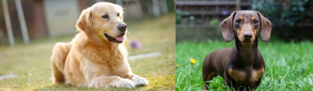 Miniature Dachshund vs Goldador - Breed Comparison