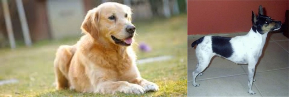 Miniature Fox Terrier vs Goldador - Breed Comparison