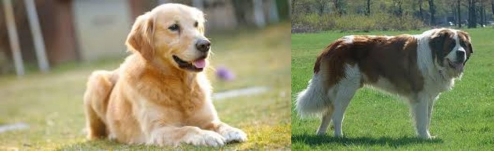Moscow Watchdog vs Goldador - Breed Comparison