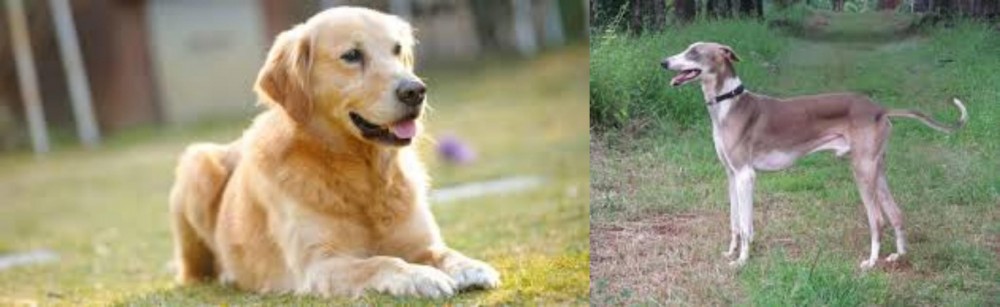 Mudhol Hound vs Goldador - Breed Comparison