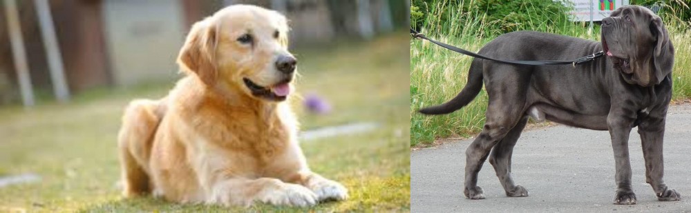 Neapolitan Mastiff vs Goldador - Breed Comparison