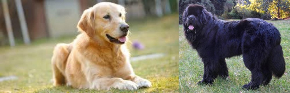Newfoundland Dog vs Goldador - Breed Comparison