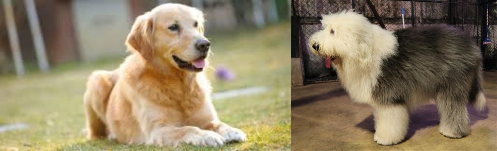 Old English Sheepdog vs Goldador - Breed Comparison