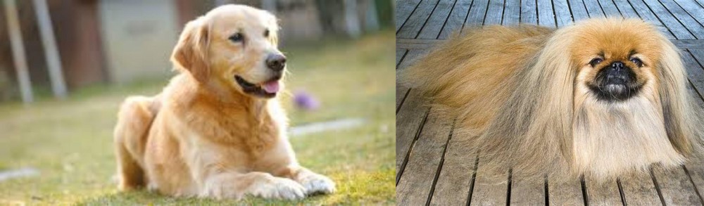 Pekingese vs Goldador - Breed Comparison