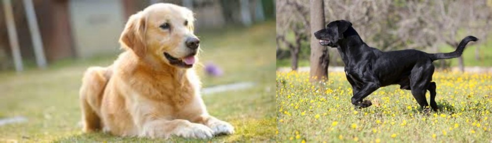 Perro de Pastor Mallorquin vs Goldador - Breed Comparison