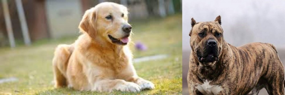 Perro de Presa Canario vs Goldador - Breed Comparison