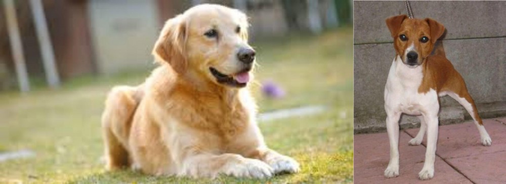 Plummer Terrier vs Goldador - Breed Comparison