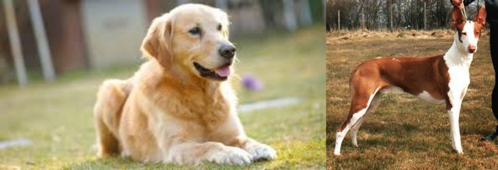Podenco Canario vs Goldador - Breed Comparison