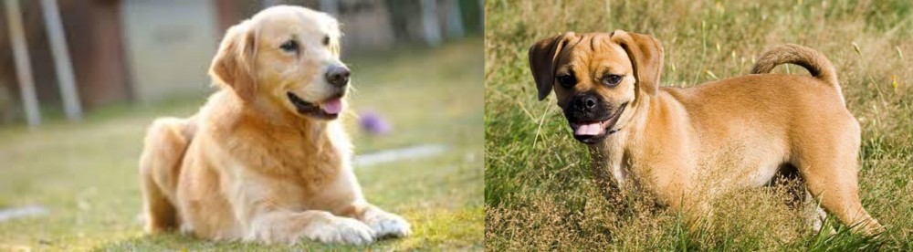 Puggle vs Goldador - Breed Comparison