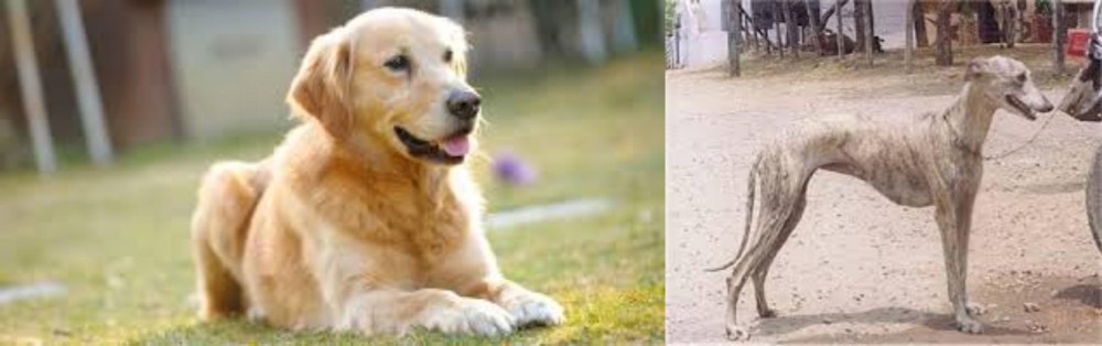 Rampur Greyhound vs Goldador - Breed Comparison