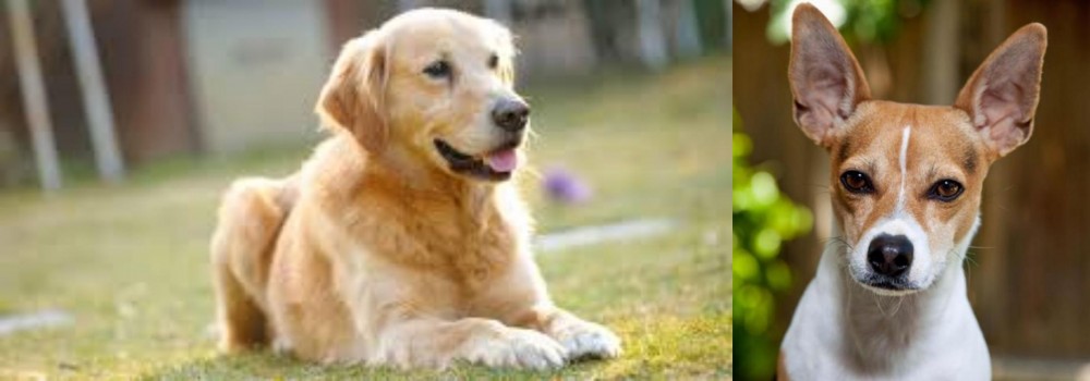 Rat Terrier vs Goldador - Breed Comparison